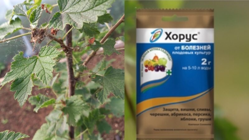 Весенняя обработка смородины в 3 этапа — мучнистая роса больше не вернется