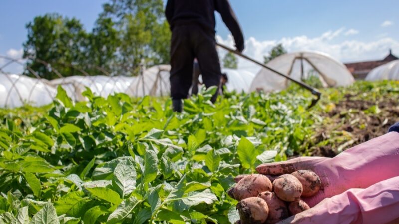 Когда копать картофель: проверенный метод определения зрелости