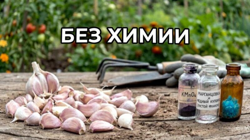 Посадка чеснока: 3 действия, которые я убрал — а урожай вырос за один сезон